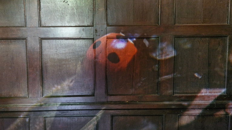 Pause a while and listen to the sounds of nature